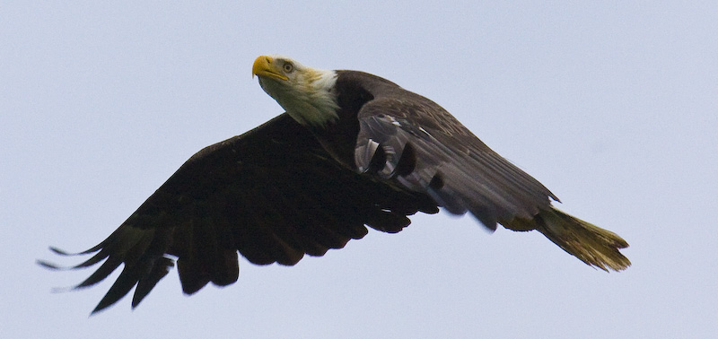 Bald Eagle In Flight